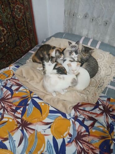 пуфики цена: Отдам котят в хорошие руки 4 по 1,5 месаца и 4 по 2,5 месаца. Только в — 7