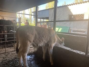 ежик живой: Продаю | Музоо, торпок | На откорм | Привязанные — 2