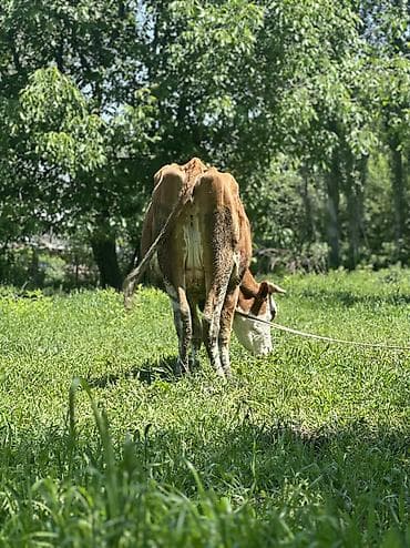 киска 15: Продаю | Корова (самка) | Для молока | Привязанные — 9