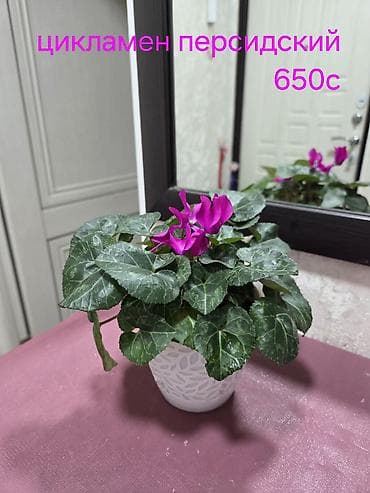 антуриум: Вриезия/гусмания в горшках - Яркая бромелия с красно‑желтым — 8