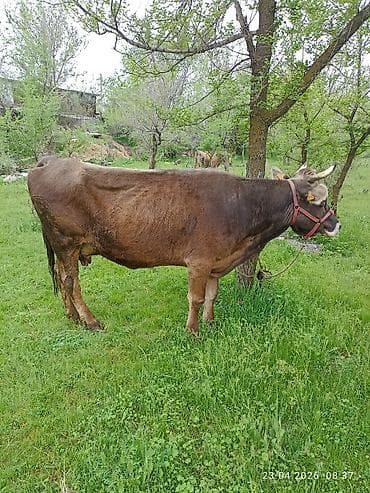 козу сатылат бишкек: Сатам | Уй (ургаачы) | Сүт алуу үчүн | Байланган — 1