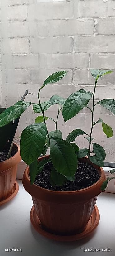 бонсай дерево: Лимон (Citrus limon) в пластиковом горшке - Домашнее цитрусовое — 4