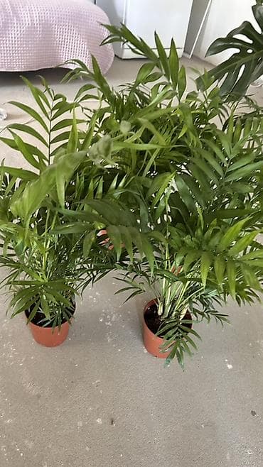 Хамедорея (Chamaedorea elegans, «бамбуковая пальма») в пластиковом — 2