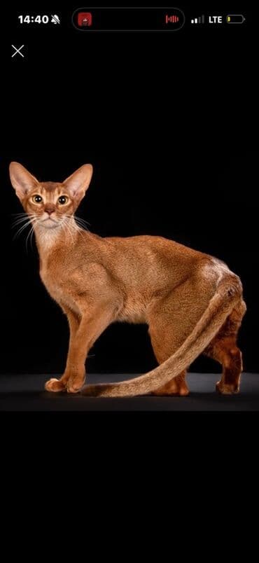 где можно купить телят симментальской породы: Абиссинские кошки (окрас соррель/рудые оттенки) - Порода: абиссинская — 1