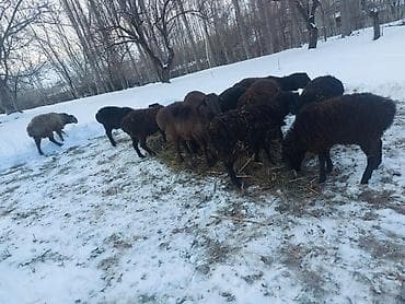 чип для животных: Продаю | Овца (самка) | Для разведения | Матка — 3