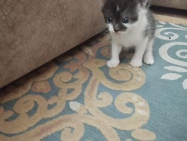котята шотландская: Шотландские котята Мама шотландская вислоухая,папа обычный Родились — 4