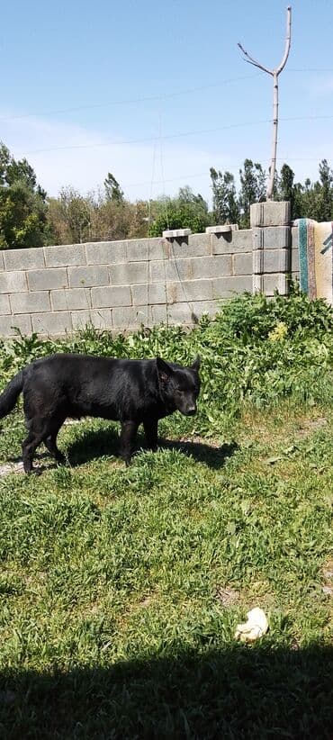 купить щенка немецкой овчарки в бишкеке: Немецкая овчарка, 3 года, Самка, С прививкой — 1