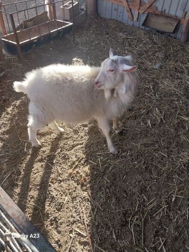 кролик декоративный: Продаю | Козёл (самец) | Для разведения | Осеменитель — 1