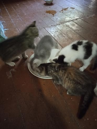 ОТДАМ КОТЯТ И КОШЕК,здоровые, ЧИСТЫЕ,помогите пожалуйста кто не может — 3
