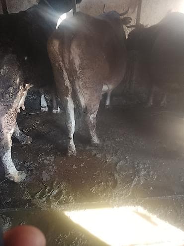 телята бельгийские: Продаю | Корова (самка) | Для разведения | Привязанные — 3