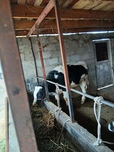 жирныйе телки: Продаю | Бык (самец) | Голштин | На откорм | Привязанные — 3