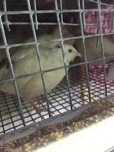 кобыла на забой: Перепела для хозяйства Разных возрастов Несушки Самцы Самцы на мясо — 1