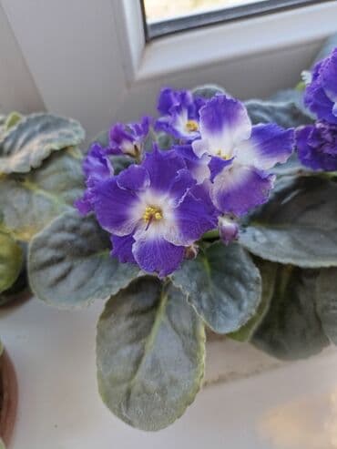 укорененные листики фиалок: Фиалка с несколькими бутонами. любит рассеянный свет, но не прямые — 5
