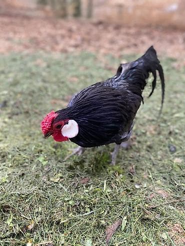 игровые голуби: Продаю | Куры, Петух — 1