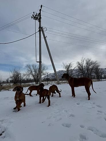 разный: Продаются щенки родезийского риджбека. 🐾 Это первые щенки риджбека в — 3
