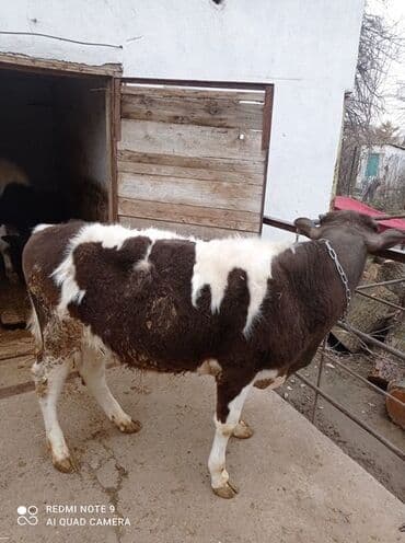 продажа домашних животных: Продаю | Бык (самец) — 2