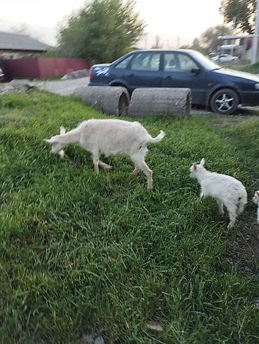 утки белые: Продаю | Коза (самка) | Зааненская | Для разведения | Племенные — 2