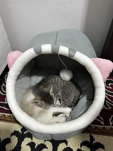 британский котята: 3 месяца, Девочка, Серый, Приучена к лотку — 2