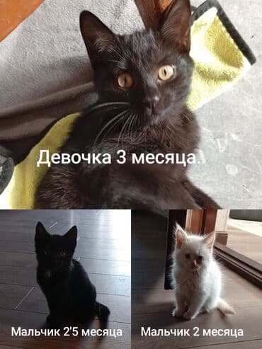 ориентальные котята купить: Кошка даром: Беспородная, 3 месяца, Девочка, Приучена к лотку — 3