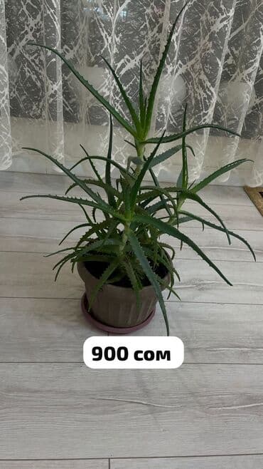 фитолампы для растений: Домашние комнатные цветы 🌿 Разные виды — смотрите цены на фото Продаю — 7