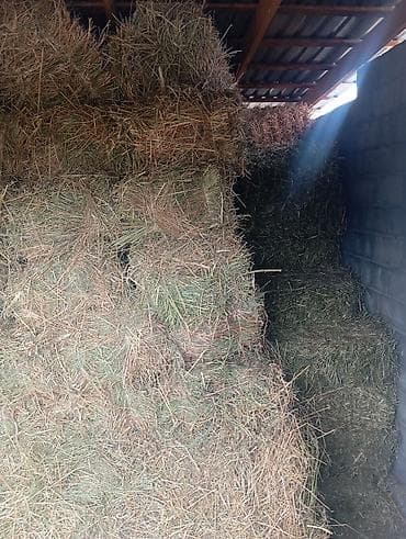 Сено в тюках - Заготовлено и хранится под крышей в сухом сарае -