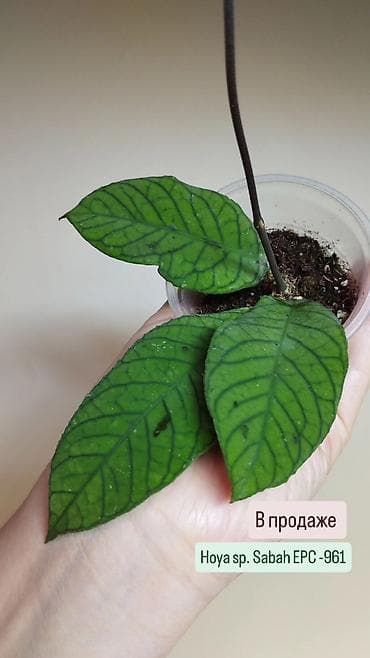 хойи: В продаже ❇️ Укоренённые Хойи, Ceropegia Woodii Variegata — 6