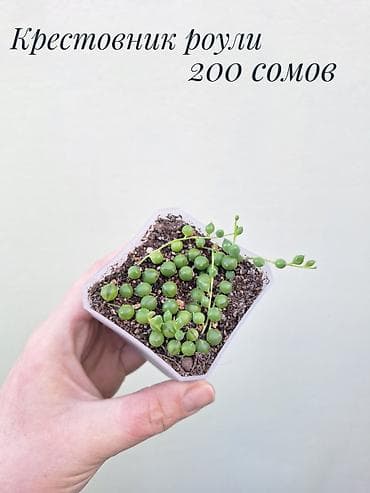 бодоно шорпо: • Комнатные растения (укоренённые черенки/детки/молодые — 10