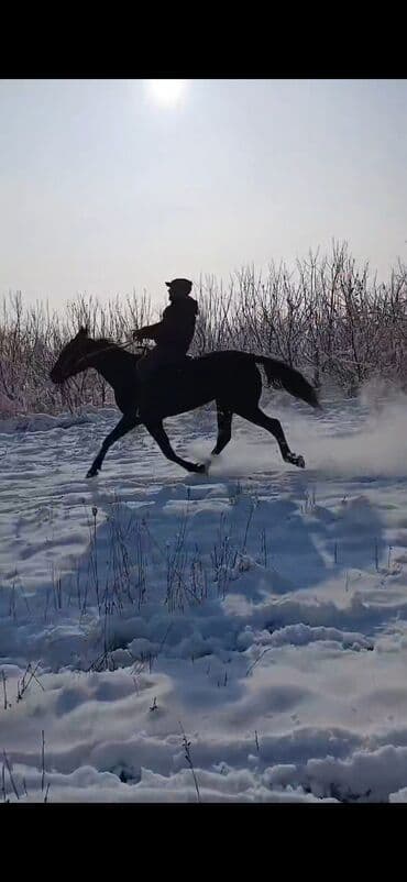 седло для осла: Продаю | Кобыла (самка) | Кара Жорго | Для разведения, Конный спорт | Племенные — 2