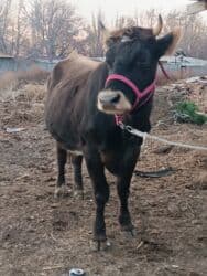 купить рабочую охотничью собаку: Продаю | Корова (самка) | Алатауская | Для разведения, Для молока | Стельные — 3