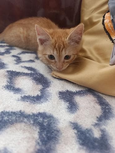 Кошки: В Добрые руки. БЕСПЛАТНО!!!Котенок рыженький, мальчик — 3