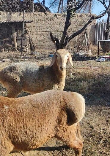 купить черную немецкую овчарку: Продаю | Овца (самка) | Арашан | На забой, Для разведения | Ярка — 3