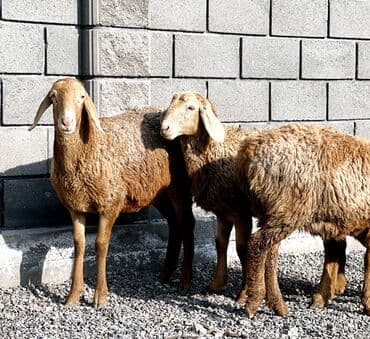 продажа щенков немецкой овчарки в бишкеке с документами: Сатам | Ургаачы кой (ургаачы), Козу | Гиссар, Арашан — 3