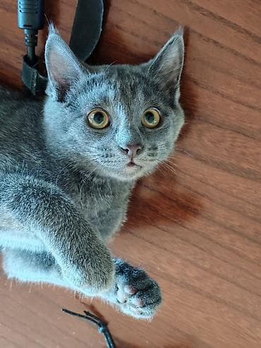 кошка породистые: Кошка даром: Беспородная, 1 год, Девочка, Кастрирована, Приучена к лотку — 5