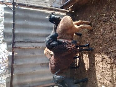 продажа щенков немецкой овчарки с документами в бишкеке: Сатам | Кочкор (эркек) | Союуга — 2