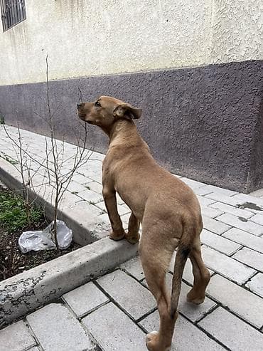 беременная кошка: Щенок питбуль продается парода стафф щенку 3 месяцев самец — 2