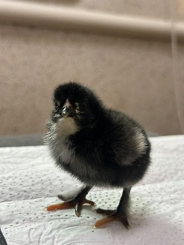 рыба для аквариума: Продаю | Цыплята | Домашняя | Для разведения — 4