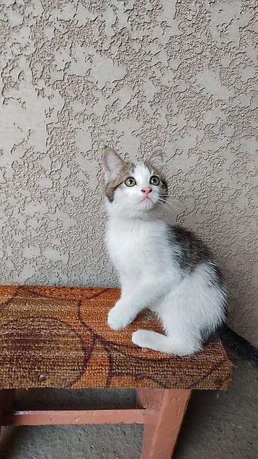 котята токмак: Кошка даром: Беспородная, Мальчик — 2