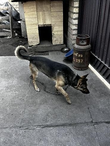 собака ротвейлер: Смешенная овчарка (метис) — охрана двора/территории - Пол — 4