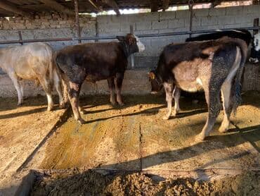 корова дойный: Сатам | Бука (эркек) — 2