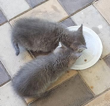 собаки кошки: Пушистые котята.Компактные, игривые, любопытные, хорошо едят влажный и — 2