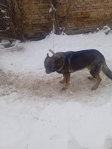 Кемирүүчүлөр: Собака на привязи (дворовая/охранная). Крупная, крепкого телосложения — 3