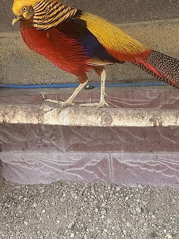 Азык-түлүктөр: Продаю инкубационное яйцо декаративных фазанов Серебрянного фазана — 8