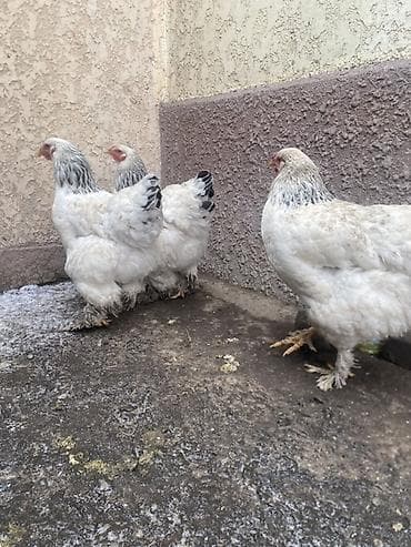 кури: Продаю | Куры, Инкубационные яйца | Брама | Для разведения — 8