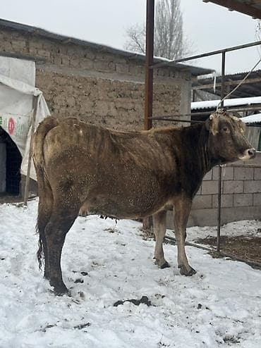 козу кочкор сатылат: Сатам | Уй (ургаачы) | Бооз — 2
