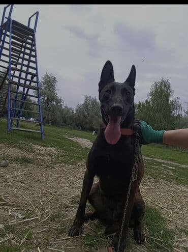 Вязка собак: Щенки и молодые собаки бельгийской овчарки (малинуа) 4 Айлык Кучук — 3