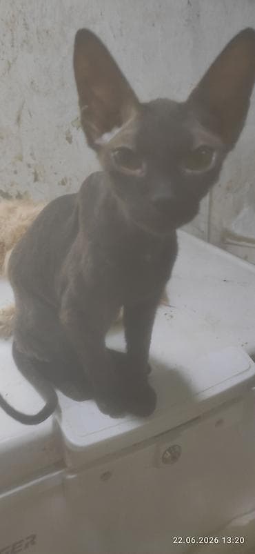 сфинкс кот: Порода: канадский сфинкс (котята), окрас — чёрный/тёмный дым. Две — 6