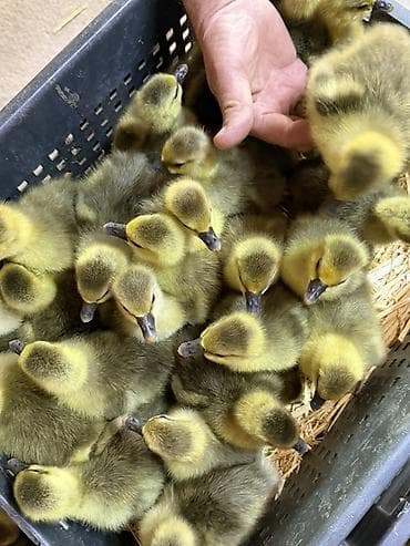 продажа собак в бишкеке: ГУСЯТА ПОРОДА «КРУПНАЯ СЕРАЯ»
Г.КАНТ — 3