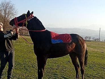 карликовый шпиц белый цена: Продаю | Жеребец | Кара Жорго | Конный спорт — 2