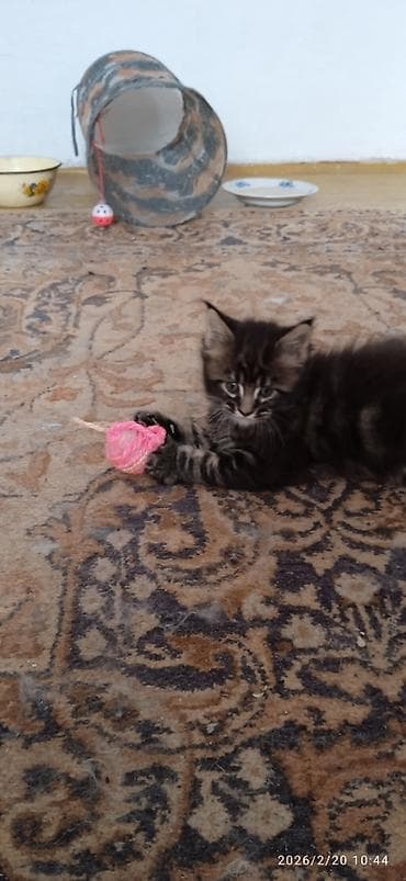 метис сибирской кошки: Мейн-кун, 1 месяц, Мальчик, Приучена к лотку — 5