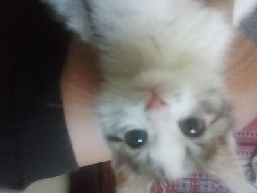 кошки манчкины: Котёнок домашний, короткошёрстный. Окрас: белый с табби-пятнами на — 3